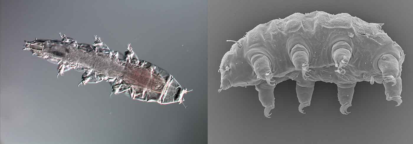 tardigrada